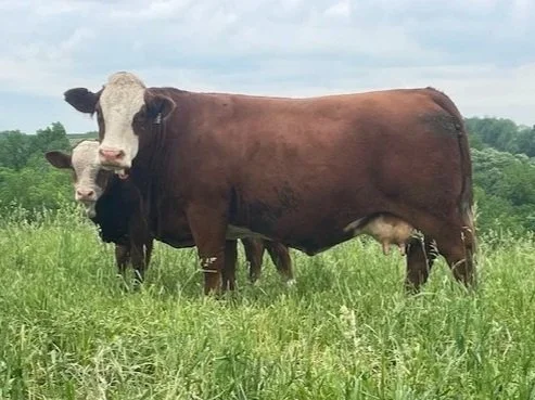 FLECKVIEH FOUNDATION FEMALES — Brink Genetics